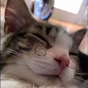 Meet your Posher, Rio